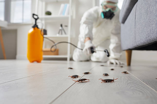 Post-Treatment Bed Bug Interceptor Monitoring in Iroquois Point
